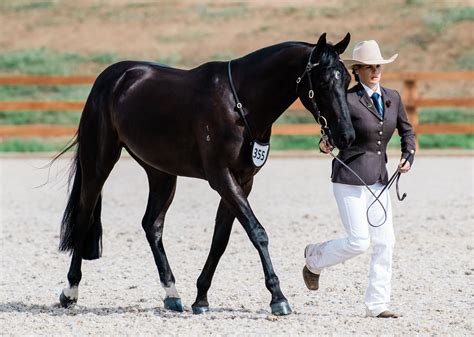 Show Horse .
